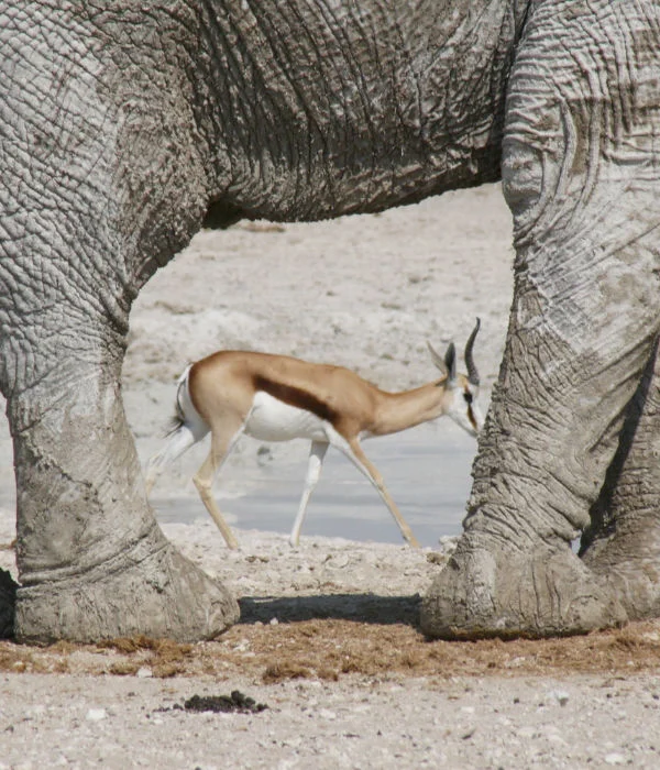 olifant Greetje Komdeur